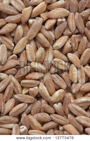 Farro