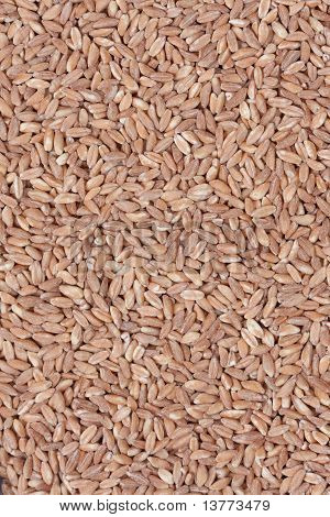 Farro