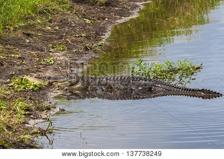Large alligator submerged in river at Florida Myakka River State Park.