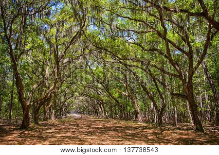 Canopy of old live oak trees draped in spanish moss at historic Wormsloe Plantation in Savannah Georgia USA