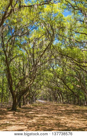 Canopy of old live oak trees draped in spanish moss at historic Wormsloe Plantation in Savannah Georgia USA