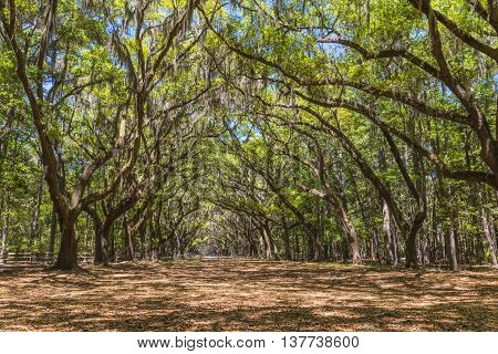 Canopy of old live oak trees draped in spanish moss at historic Wormsloe Plantation in Savannah Georgia USA