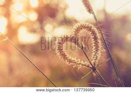 Just as the grass It has value.. She remembers : Heart