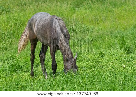 Young horse diving into fresh spring grass