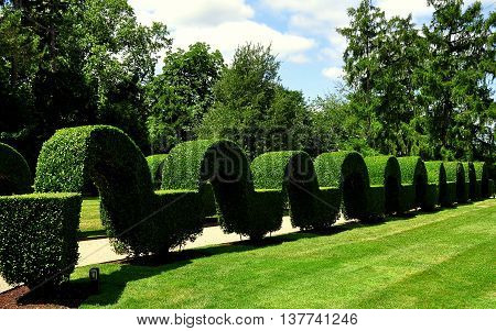 Portsmouth RI - July 16 2015: Unique clipped privet topiary arched hedge at Green Animals Topiary Gardens