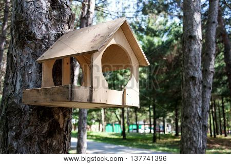 a feeding trough for birds on the tree in the forest and park.