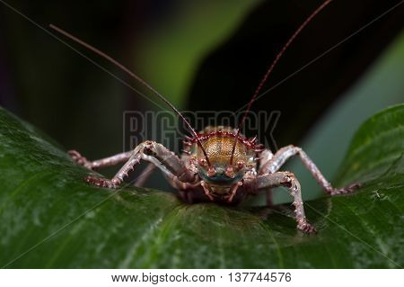 Armoured Cricket (Acanthoplus Discoidalis) on large palm leaf