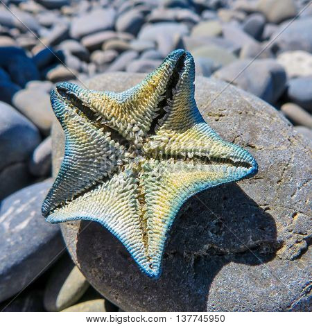 Starfish on a rock on a stoney beach