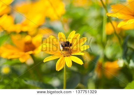 He Is Sitting On A Yellow Daisy Bee