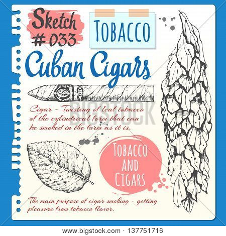 Smoking set. Bunch of tobacco and cigars in sketch style. Vector illustration with cigar and tobacco. Classical smoking set.