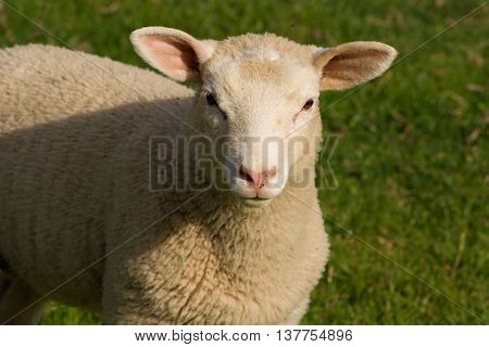 Sheep close up (detail) portrait. Sheep looking into the camera with green grass background.