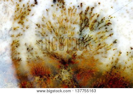 A cross section of the moss agate. Origin: Ural, Russia.