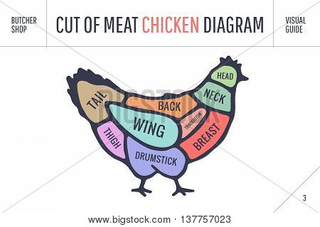 Cut of meat set. Poster Butcher diagram and scheme - Chicken. Colorful vintage typographic hand-drawn on white background for butcher shop. Vector illustration