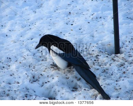 Magpie