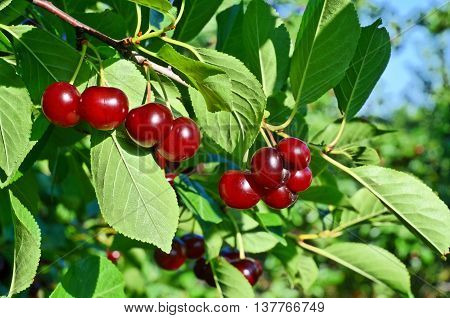 Fruit growing in eastern Europe, cherry orchard