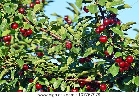 Fruit growing in eastern Europe, cherry orchard