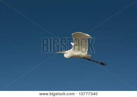 Büyük ak balıkçıl uçuş mavi gökyüzü / Ardea alba