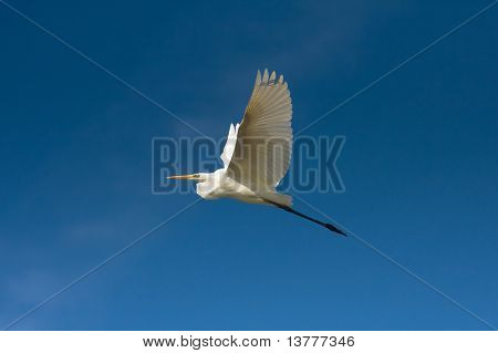 Büyük ak balıkçıl uçuş mavi gökyüzü / Ardea alba