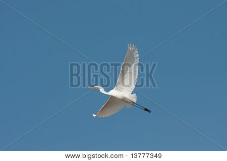 Büyük ak balıkçıl uçuş mavi gökyüzü / Ardea alba