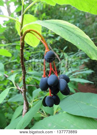 Indian Plum (aka Osoberry) Fruit - Oemleria cerasiformis