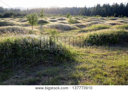 Mima Mounds in Washington State at Dusk