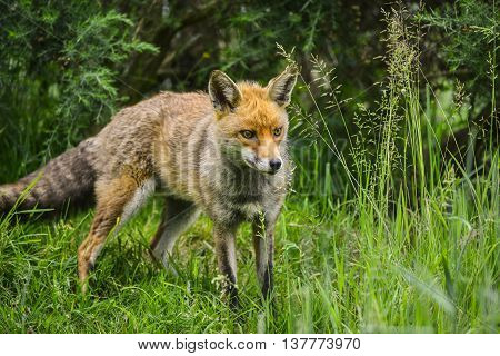 Stunning Male Fox In Long Lush Green Grass Of Summer Field