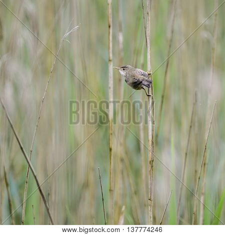 Beautiful Reed Warbler Bird Acrocephalus Scirpaceus On Reed