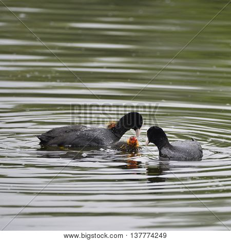 Coot Rallidae Fulica Water Bird Family Swimming On Lake With Chicks