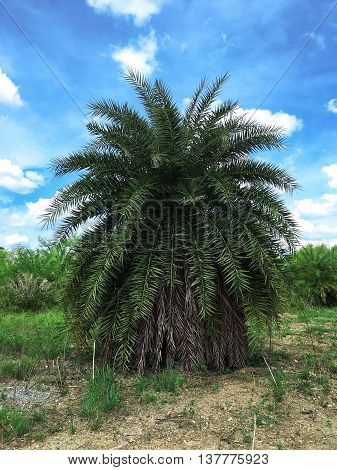 Big Palm Tree for decorated in the garden.