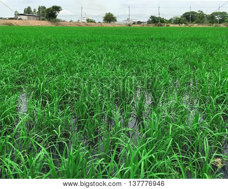 Green rice farm at the countryside in the shiny-day.