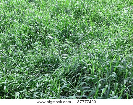 Green Grass Field for decorated in the garden.