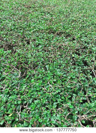 Green Fujian Tea Tree decorated in the garden.