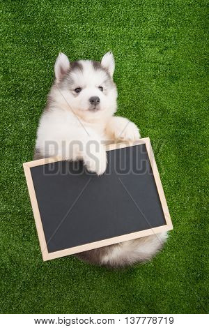 Cute siberian husky lying and holding blackboard on greengrass