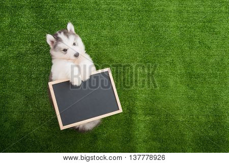 Cute siberian husky lying and holding blackboard on greengrass