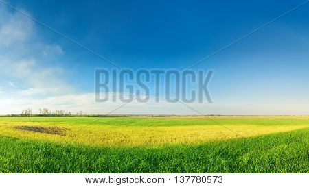 Clouds over a corn field / bright colorful picture ukraine field