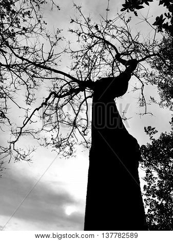 The Arts of Tree Shape photo is for background.