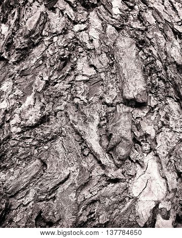 The texture of bark.backgrounds bark day outdoors