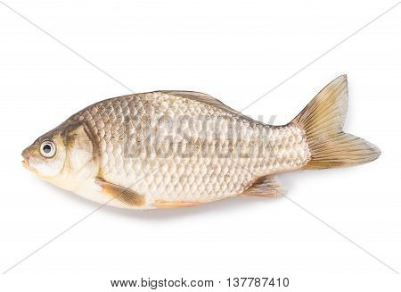Carp Fish