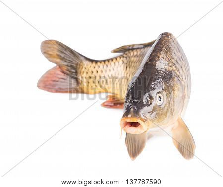 Carp Fish