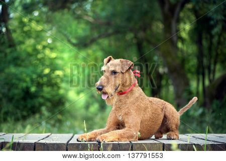 Irish terrier dog with the red tape on the neck lies on the wooden bridge on the nature forest background