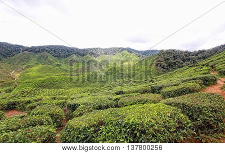 Boh Tea Plantation Cameron Highlands Pahang Malaysia
