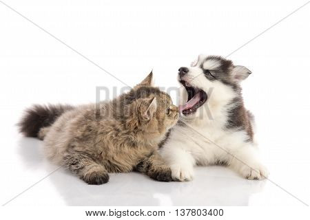 Cat and dog together lying on a white backgroundisolated