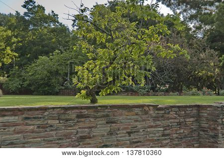 Beautiful composition in Johannesburg Botanical Garden, South Africa