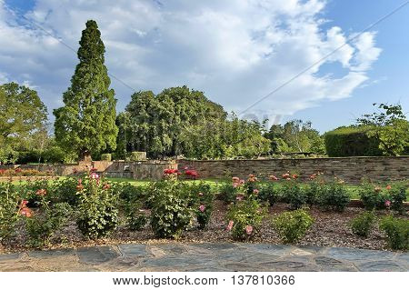 Fragment of rosarium in Johannesburg Botanical Garden, South Africa