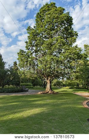 Beautiful landscape with small pond at Emmarentia park in Johannesburg, South Africa