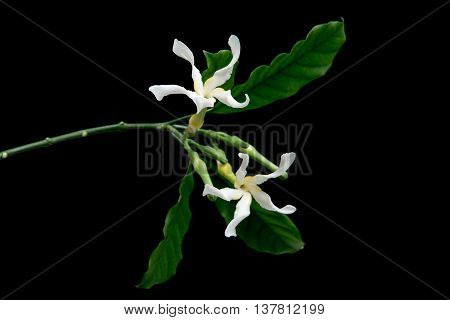 Close up white flowers isolated on a black background
