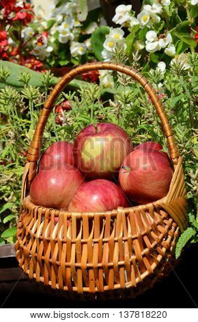 Red delicious apples in the basket with flower background