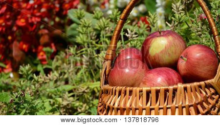 Red delicious apples in the basket with flower background