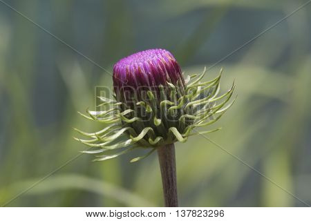 a wildflower in bloom in  the mountain