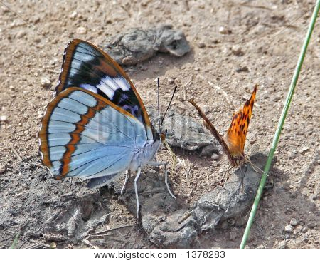 나비 (Apatura Schrenski)